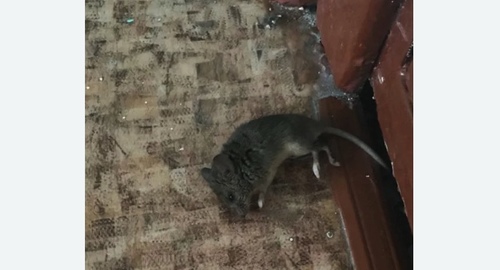 Дезинфекция от мышей в Асино
