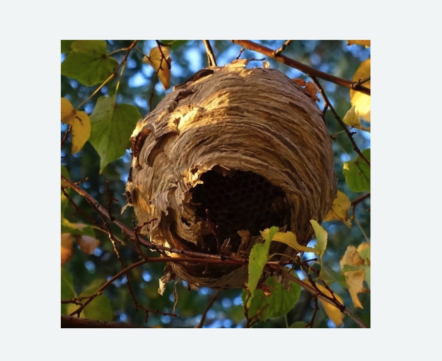 Обработка от шершней в Асино