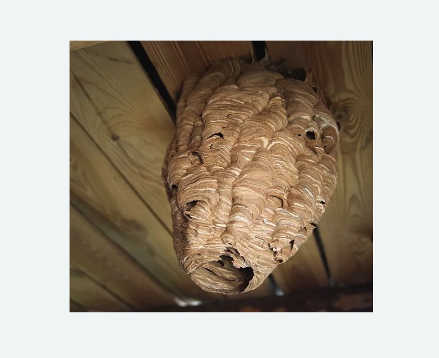 обработка от шершней в Асино