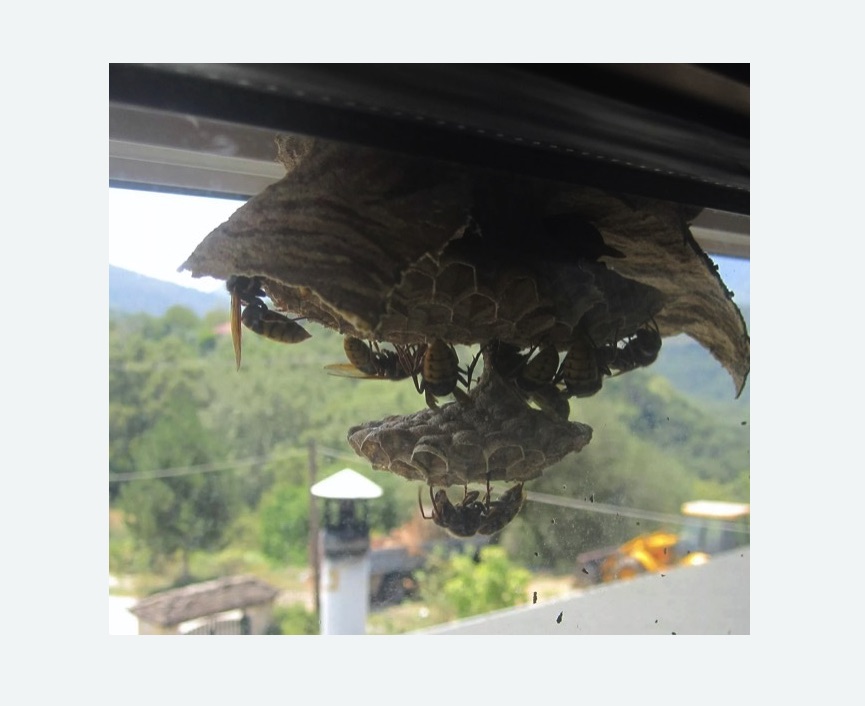 Уничтожение гнёзд шершней в Асино