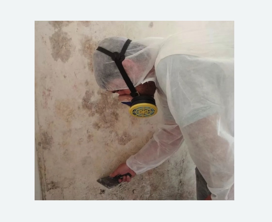Обработка стен от плесени в Асино