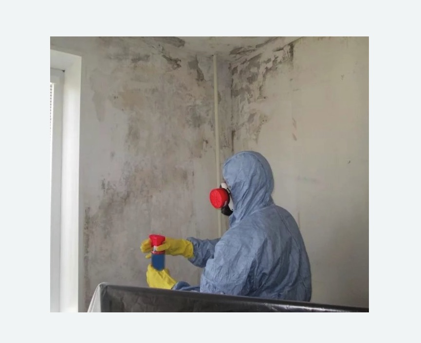 Удаление плесени в квартире в Асино
