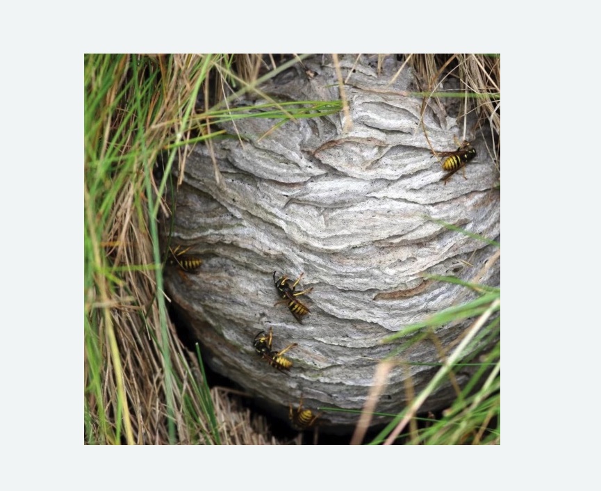 Уничтожение ос и ульев в Асино